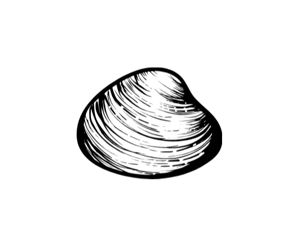 Rhode Island Quahog, littleneck, clam vinyl sticker